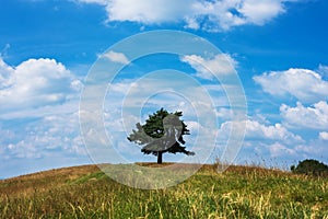Tree on the top of small green hill with blue sky
