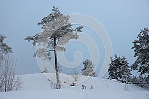 Tree on top of a snow-covered hill