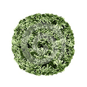 Tree top view isolated on white background