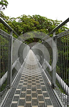 Tree top walk