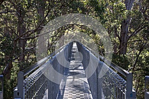 Tree Top Walk bridge in the Valley of the Giants