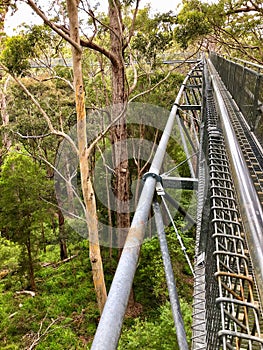 Tree Top Walk, suspension bridge at Valley of the GIANTS at Walpole-Nornalup National Park, Australia.