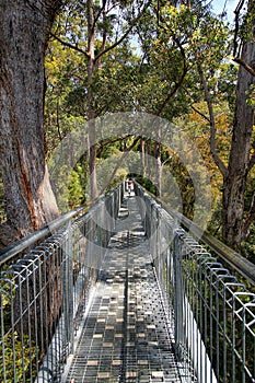 Tree Top Walk