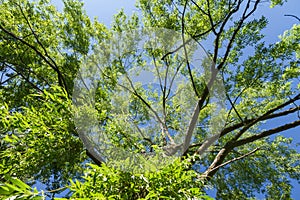 Tree Top Weeping Willow