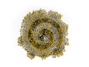 Tree on top in yellow color isolated