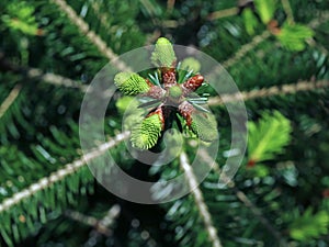 Tree top of young silver fir, abies alba, top view of young shoots of treetop