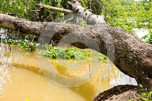 Tree topple on river look like wooden bench at riverside