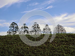 Tree Tops