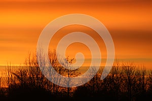 Tree tops against yellow and orange sunset sky