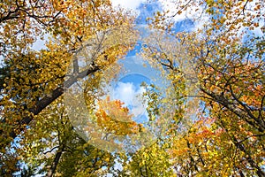 Tree tops in autumn foliage