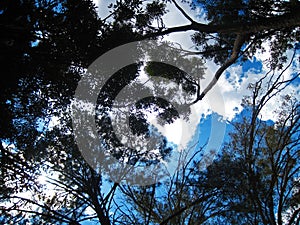 TREE TOPS WITH BLUE SKY AND CLOUD BEYOND