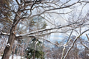 Tree tops with branches covered with snow in the park in the winter season with sunlight