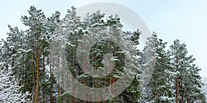 Tree tops covered with snow on a pine forest marge photo