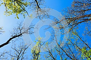 Tree tops directly above with fresh green leaves