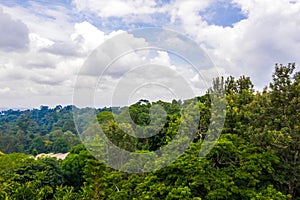 Tree tops at the Kilimanjaro National park forest in Tanzania under a cloudy sky