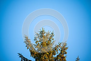 Tree tops lit up by the setting autumnal  evening sun with a blue background