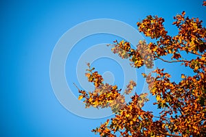 Tree tops lit up by the setting autumnal  evening sun with a blue background