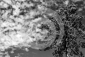 Tree Tops Looking Up Towards A Cloudy Sky With No People