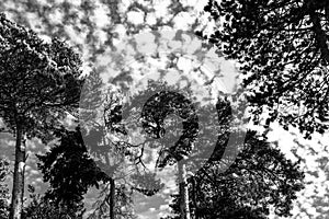 Tree Tops Looking Up Towards A Cloudy Sky With No People