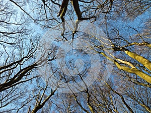 Tree tops looking upwards in a forest canopy in beech woodland