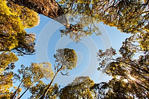 Tree tops seen with fisheye lens from below