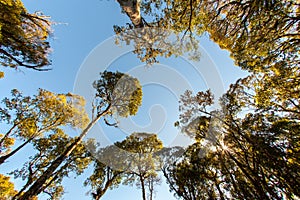 Tree tops seen with fisheye lens from below