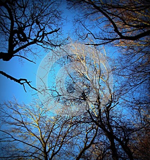 tree tops of several beech and oak trees in the Sababurg primeval forest, Lomography