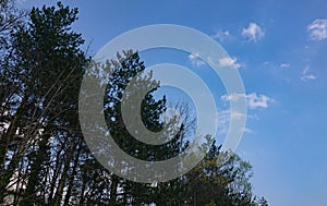 Un albero tavole un il cielo 