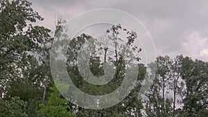 Tree tops swaying in the strong wind