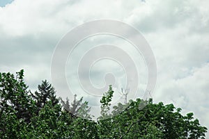 Tree tops under cloud blue sky. Forest or garden aerial view at the tree crowns level. Natural background with copy space
