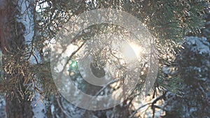 Tree tops winter blue sky pine snow branch sunlight glare winter landscape during sunset. Tree tops on a cloudy winter