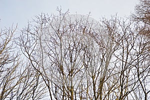 Tree tops in winter. Gray tree branches without foliage