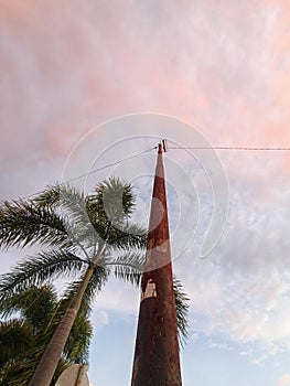a tree and a towering electric pole