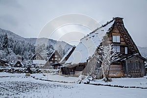 Tree traditional Gassho house in Shirakawago