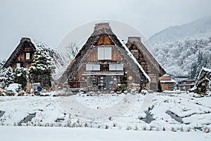 Tree traditional Gassho house in Shirakawago