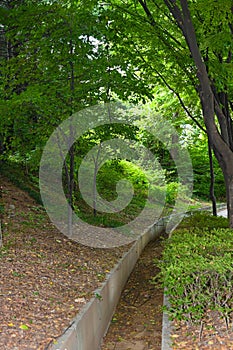 Tree Trail Ditch Background