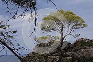 Tree in the Tramuntana Mallorca