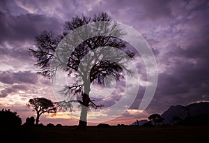 Tree with a transparent crown on a sunset background