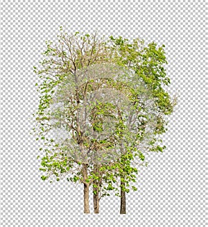 Tree on transparent picture background with clipping path, single tree with clipping path