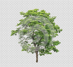 Tree on transparent picture background with clipping path, single tree with clipping path and alpha channel