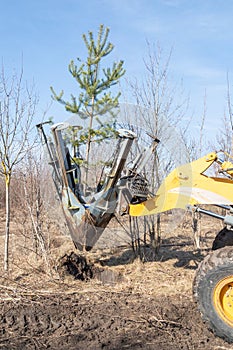Tree transplanter heavy machine shovel with pine tree. Landscaping, seasonal agricultural engineering, large trees landing