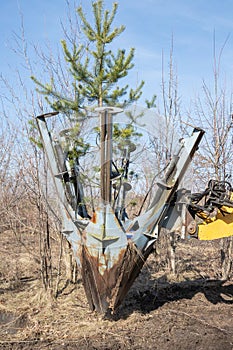 Tree transplanter heavy machine shovel with pine tree. Planting of tree using tree spade - specialized machine for transplanting