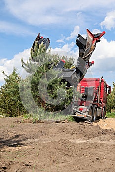 Tree transplanter heavy machine. machine for transplanting large trees. Planting large spruce trees in the park. photo
