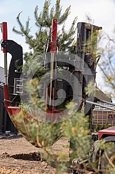 Tree transplanter heavy machine. machine for transplanting large trees. Planting large spruce trees in the park. photo