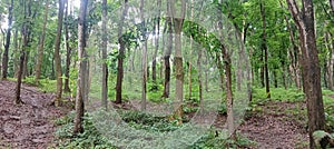 Tree Trawas forest