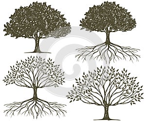 Tree & Tree Roots Silhouette Collection