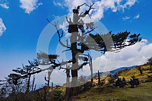 Tree on the trek of Sandakphu