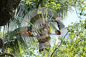 Tree trimmer cleans up palm fronds on a coconut palm tree.
