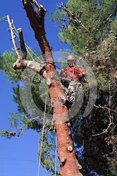 Tree trimmer climbed a pine tree