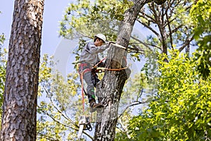 Tree Trimmer climbing tree to cut limbs